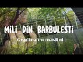 Mili din Barbulesti - In gradina cu maslini