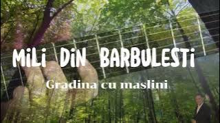 Mili din Barbulesti - In gradina cu maslini