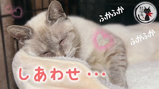 飼い主入院で遺棄された保護猫にベッドをプレゼントしたら・・・