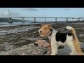 Twix fox terrier adventure kessock bridge inverness