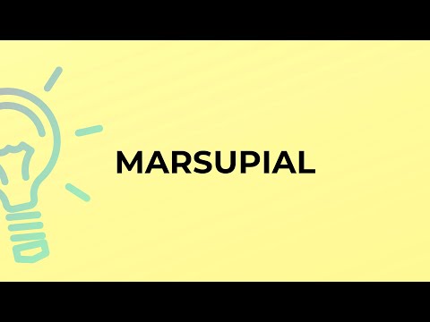 What is the meaning of the word MARSUPIAL?