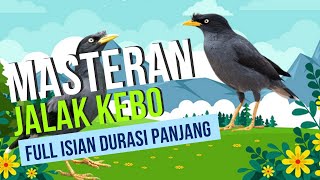 Suara Masteran Burung Jalak Kebo Full Isian Durasi Panjang