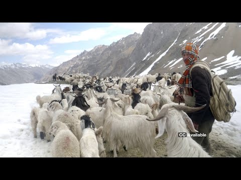 Video: Câini de munte himalaya