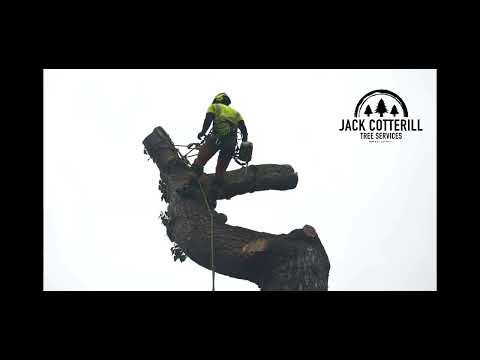 Tree Cutting TimeLapse Videos   Jack Cotterill Tree Services