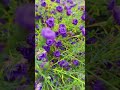 🌼⚠️ The Silent Disappearance of Wildflower Meadows