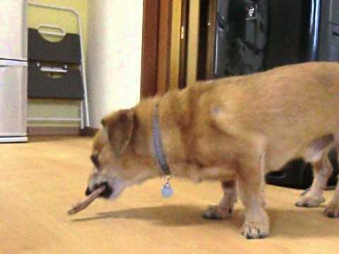 豚の骨を食べて少し野生に戻る犬の動画 Youtube