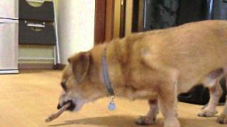豚の骨を食べて少し野生に戻る犬の動画 Youtube