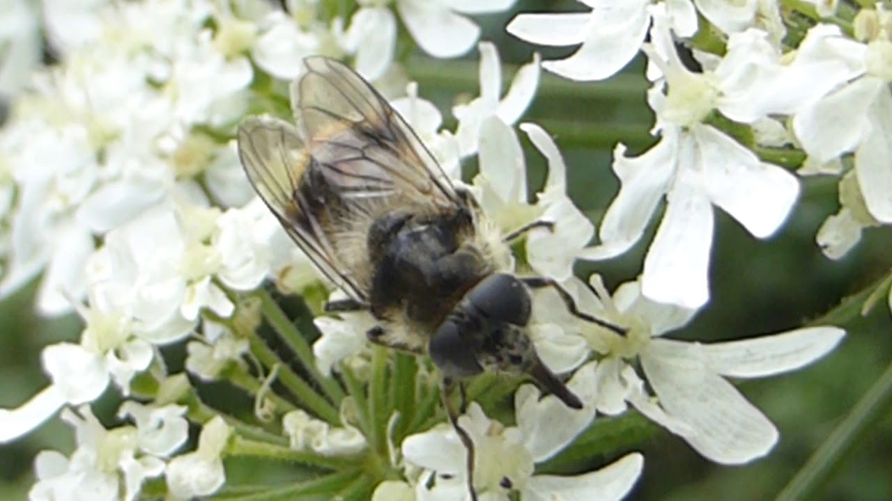 Bumblebee mimic Hoverfly - Cheilosia illustrata - Humlusveifa - Sveifur - Hermir eftir hunangsflugum