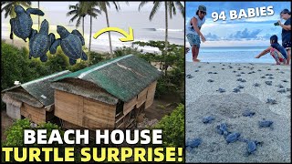 BIG BEACH HOUSE SURPRISE! Turtles Hatch In Front Of Philippines Land (Cateel, Davao)