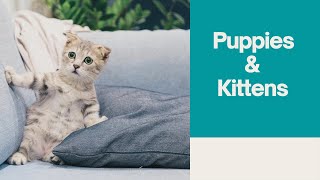 Adorable Puppies and Kittens Compilation |  Puppy and Kitten Videos 2021 | Cute baby animals