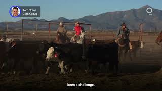 Record Beef Prices Sour the Summer BBQ | Presented by CME Group Record Beef Prices Sour the Summer BBQ | Presented by CME Group