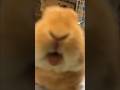 うさぎが噛み付く瞬間見たことある？#うさぎ #rabbit #bunny