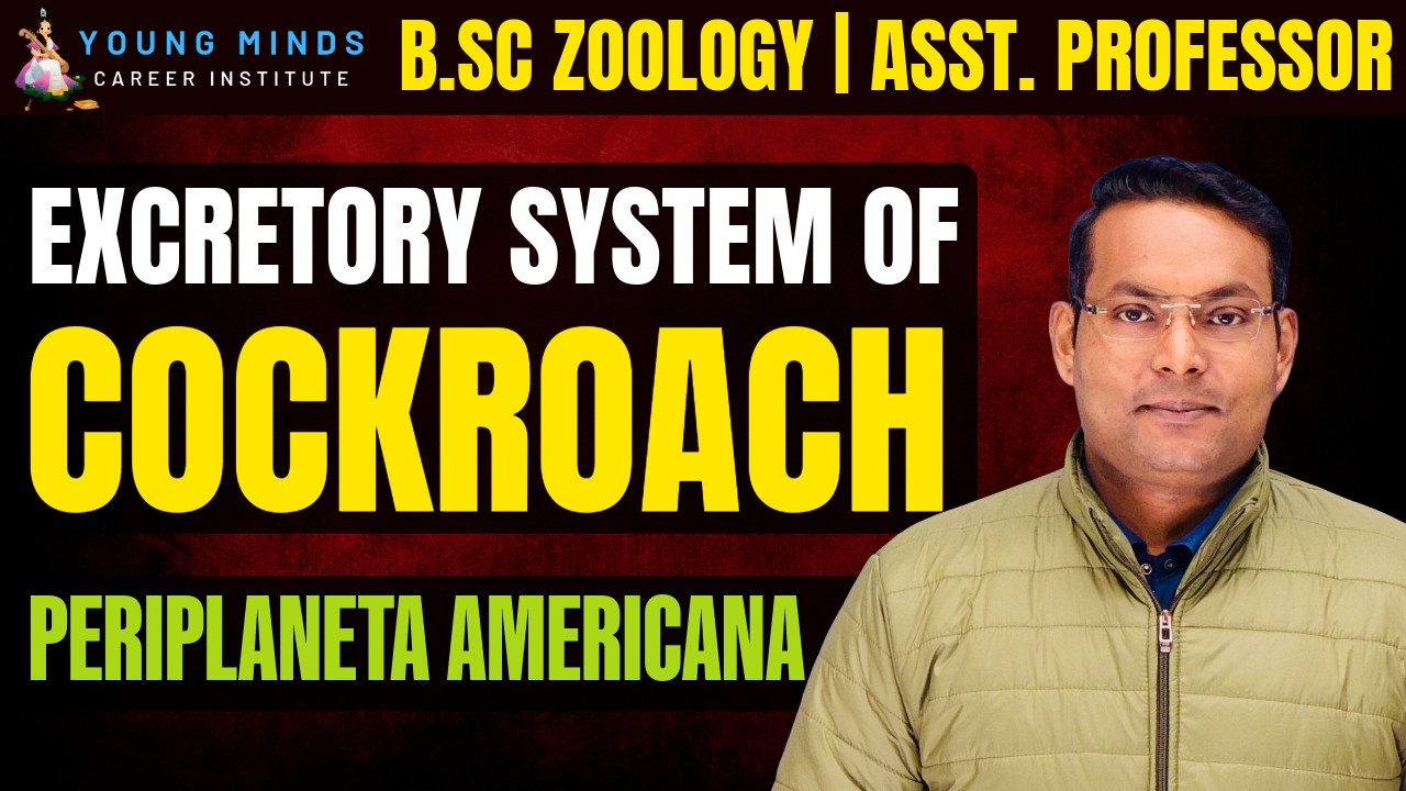 Excretory System of Cockroach | Periplaneta americana