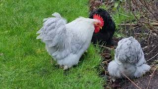 Pekin Bantams, Lavender Pekin Bantams, Backyard Chickens, Bantam Chickens enjoying cold wet weather!