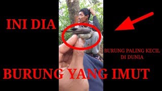 PIKAT BURUNG paling kecil di DUNIA||_pasukan guntayang