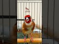 صوت الحسون عشاق الحسون    تغريد الحسون