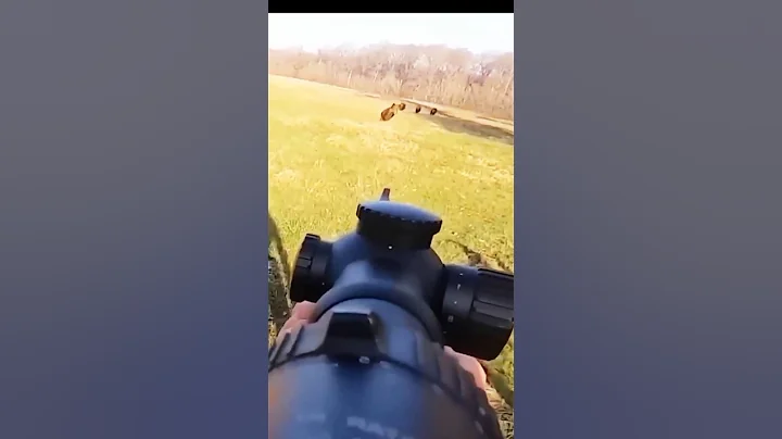 великолепный снимок дикого кабана  🐗 #cinghiale #chasse #wildboar #охота # кабан#hunting