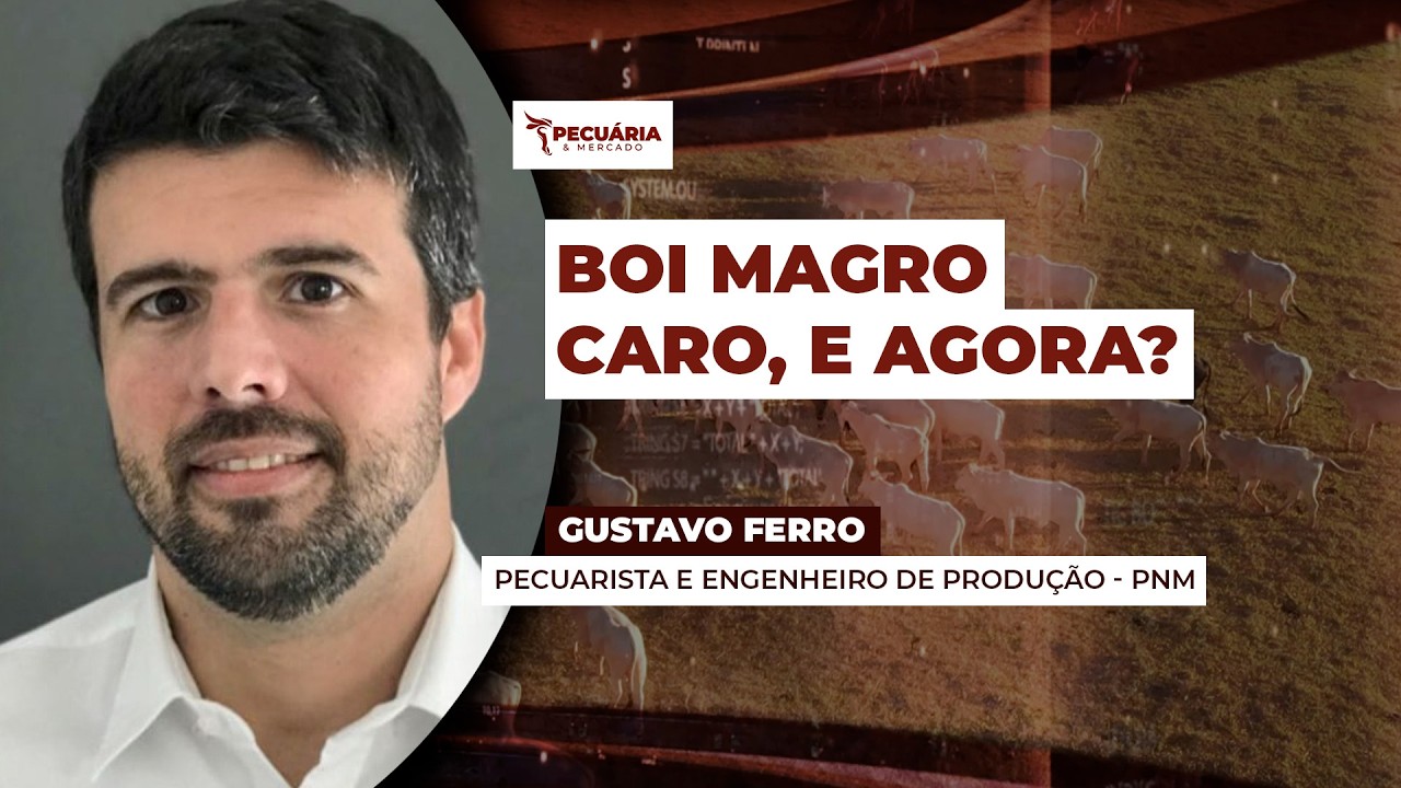 Confinamento segue viável e lucrativo apesar do aumento no custo com alta do boi magro
