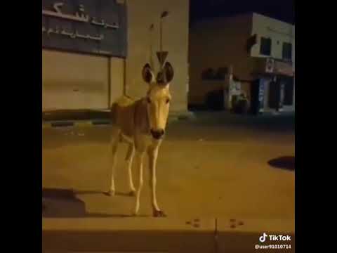 احمار مهدود ههههههه
