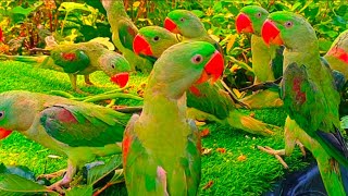  Parrot Sounds|Parrot Videos|Parrot Voice|Tote Ki Awaaz| mitthu mitthu 