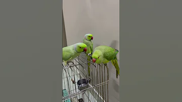 ذكور الدرة يحفزون الأنثى للتزاوج Parrot Yearofyou Story ببغاء Explore درة 