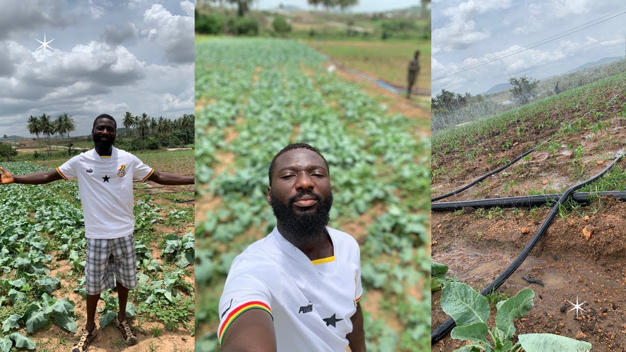 GROWING STAGE OF CAULIFLOWER AND SWEET PEPPER