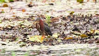 Green heron hunt fish 