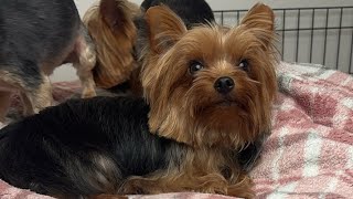 KING THE YORKIE Official is live!