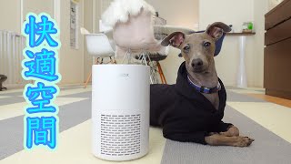 グレン君専用の空気清浄機で快適！？【Himox】