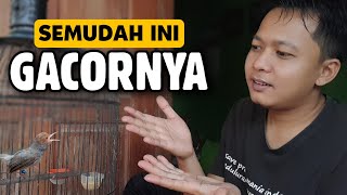 Semudah ini ‼️ Merawat Burung Prenjak Kepala Merah ( update rawatan )