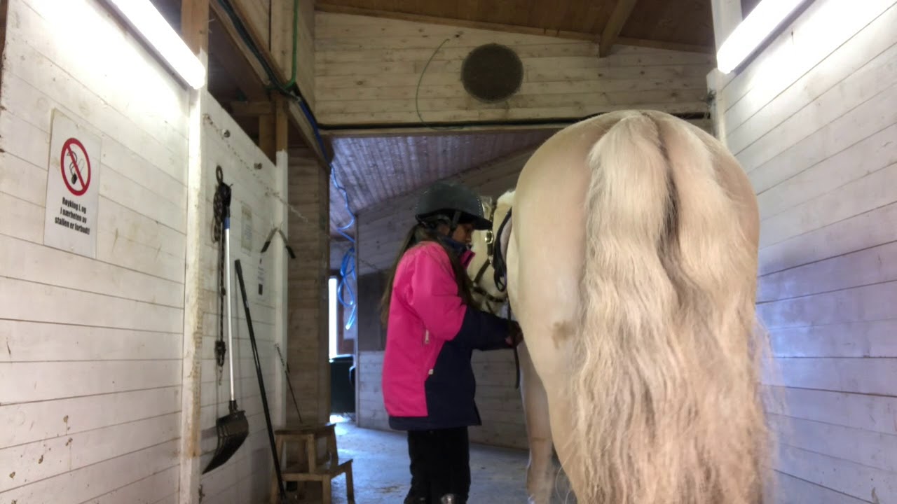 Morning rutine for stable + stablevlog // Anisha og Pilgrim 06.04.19 - YouTube