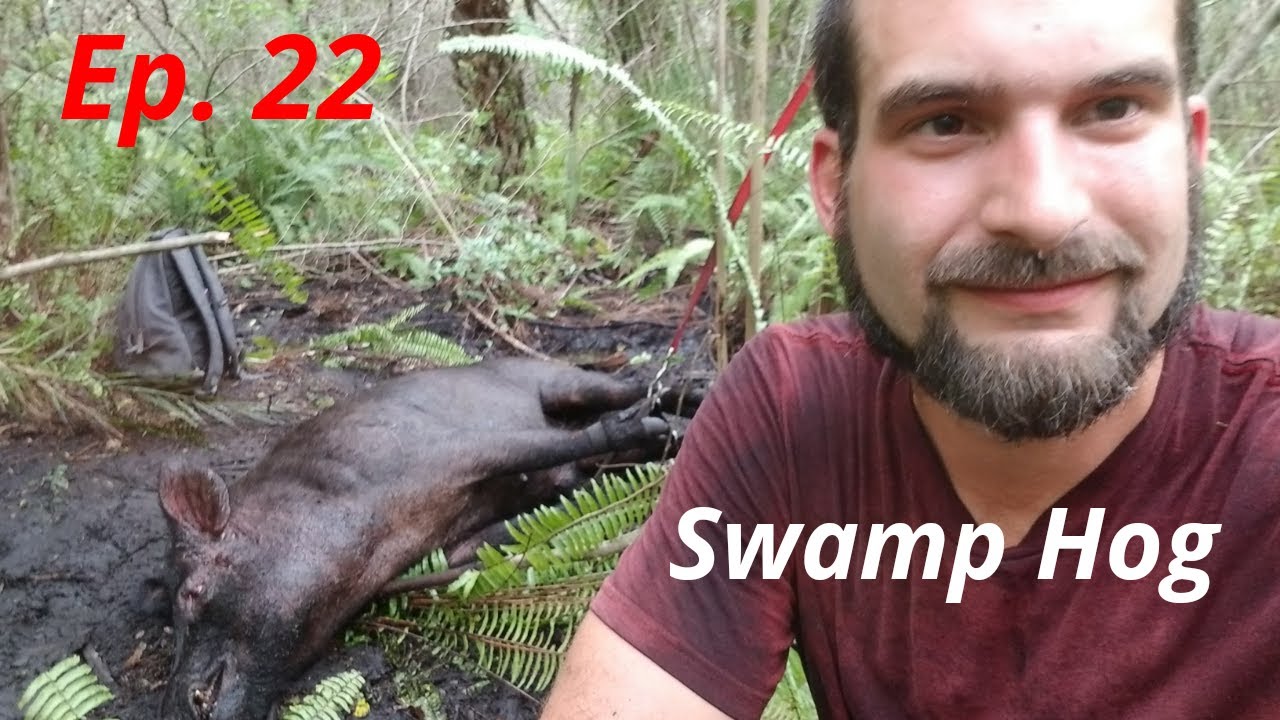 HOG HUNTING IN A TREE FARM /SWAMP YouTube