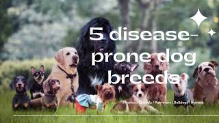 5 Disease-Prone Dog Breeds (and what you can do to mitigate the risk!) by Live Breathe Dogs 57 views 2 years ago 5 minutes, 9 seconds