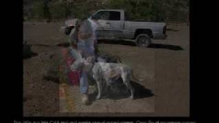 Katrina Pit Bull Dog Rescue