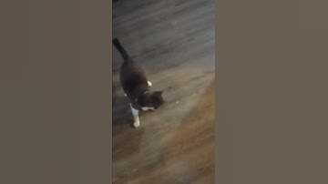 Cat Goes Crazy For Laser Pointer