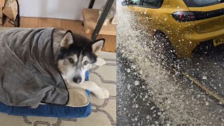 Old Husky Got Soaked When This Car Sped Past Him!