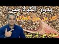 البذرة الوحيدة التي تحتوي على كولاجين أقوى بـ10 مرات من مرق العظام عودة قوة الساقين من جديد