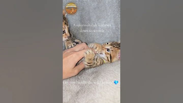Video 8118991: serval savannah kittens, bengal savannah kitten, f4 savannah kitten, f5 savannah kitten, serval kitten playing, exotic savannah, wild cat, beautiful cat, cat love