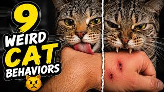 9 Weird Cat Behaviors Science FINALLY Explained