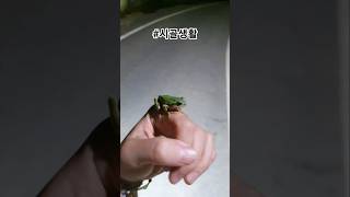 #시골생활 #시골살이 #동물친구들 #청개구리