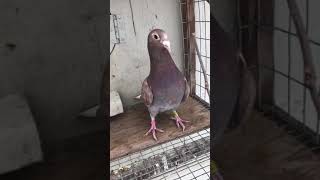 80824 Meulemans Cock