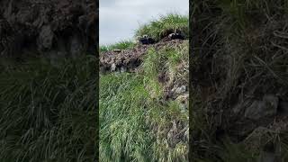 Остров Топорков  #shorts #russia