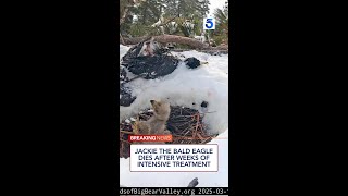 Play video: Jackie the bald eagle dies after weeks of intensive treatment