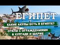 АКУЛЫ ЕГИПТА 2023| Какие акулы есть в Египте| Отели с ограждениями в Хургаде и Шарм Эль Шейхе