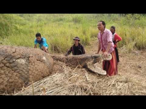 Video: Jenazah Fosil Ular Besar Ditemui Di Kanada. - Pandangan Alternatif