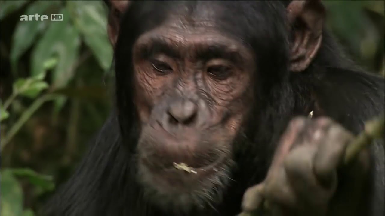 „Wie reagieren Schimpansen wenn sie sich selbst im Spiegel sehen?“ Der Serengeti-Park zeigt es!