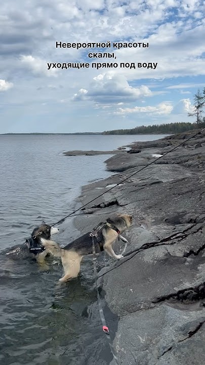 Путешествие с собакой #собака #dog #собакаизприюта #ладожскоеозеро # ...