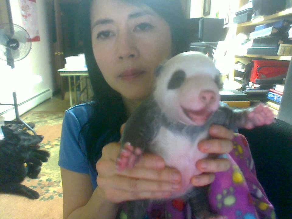 Silicone Baby Panda by Ping Lau - YouTube