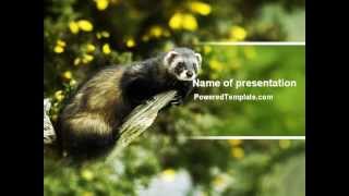 Free Polecat PowerPoint Template by PoweredTemplate.com