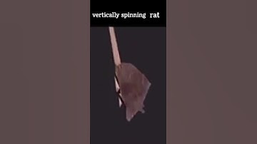 vertically spinning rat